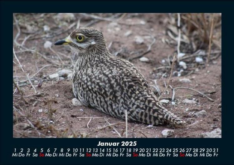 Produktbild: Vogelparadies 2025 Fotokalender DIN A5