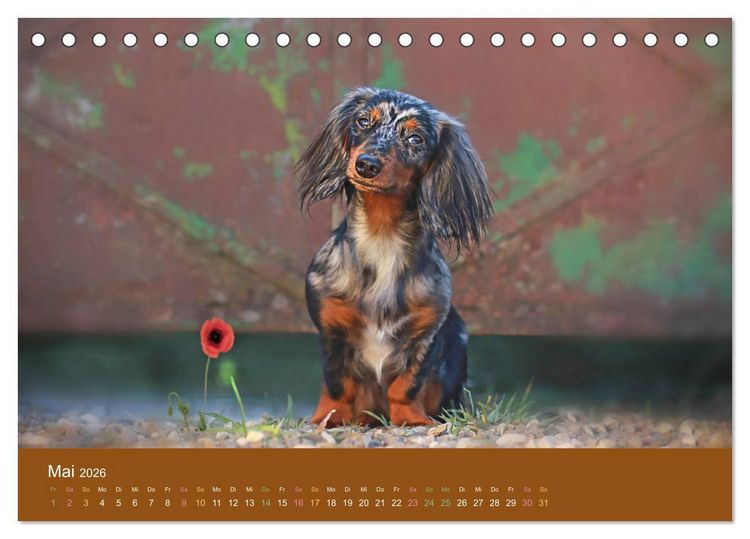 Produktbild: Der Dackel (Tischkalender 2026 DIN A5 quer), CALVENDO Monatskalender