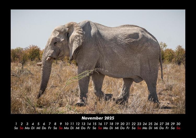 Produktbild: Elefanten - Die sanften Riesen Afrikas 2025 Fotokalender DIN A3