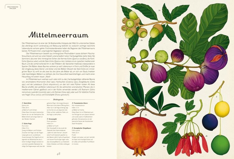 Produktbild: Das Museum der Bäume