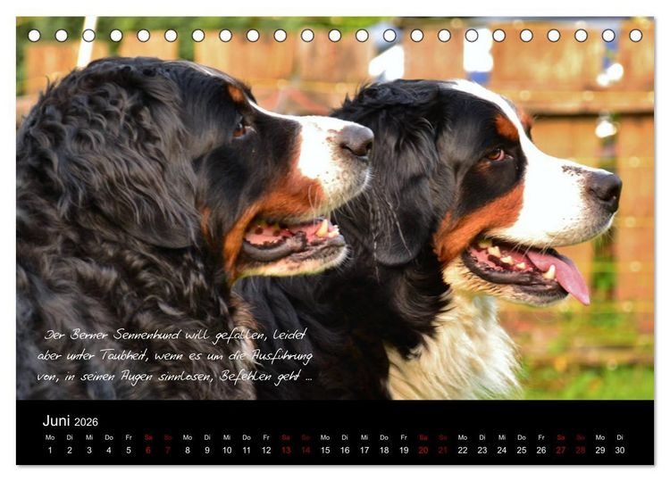Produktbild: So ist er. Der Berner Sennenhund (Tischkalender 2026 DIN A5 quer), CALVENDO Monatskalender