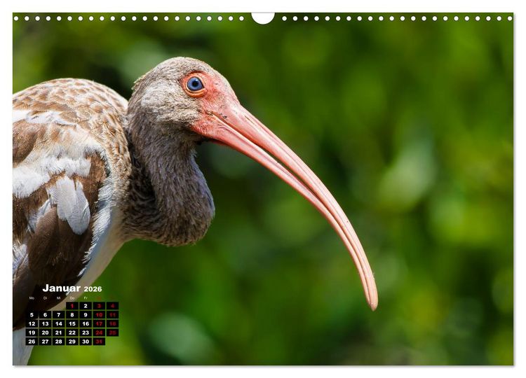 Produktbild: Floridas wunderbare Vogelwelt (Wandkalender 2026 DIN A3 quer), CALVENDO Monatskalender