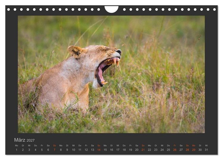 Produktbild: L&ouml;wen Wildlife-Fotografien (Wandkalender 2027 DIN A4 quer), CALVENDO Monatskalender