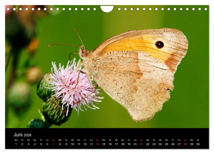 Produktbild: Schmetterlinge (Wandkalender 2026 DIN A4 quer), CALVENDO Monatskalender
