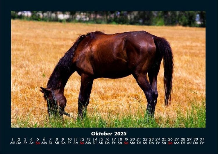 Produktbild: Die Welt der Pferde 2025 Fotokalender DIN A4