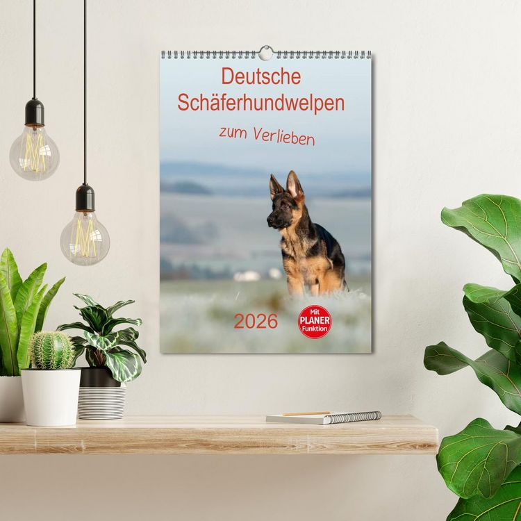 Produktbild: Deutsche Sch&auml;ferhundwelpen zum Verlieben (Wandkalender 2026 DIN A3 hoch), CALVENDO Monatskalender