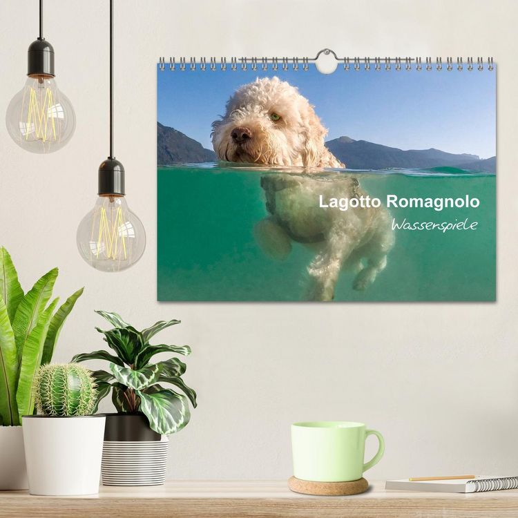 Produktbild: Lagotto Romagnolo - Wasserspiele (Wandkalender 2026 DIN A4 quer), CALVENDO Monatskalender