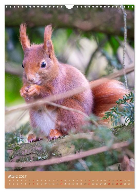 Produktbild: Unsere Eichh&ouml;rnchen - Naturmomente aus dem heimischen Garten (Wandkalender 2027 DIN A3 hoch), CALVENDO Monatskalender