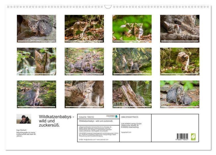 Produktbild: Wildkatzenbabys - wild und zuckers&uuml;&szlig;. (Wandkalender 2026 DIN A2 quer), CALVENDO Monatskalender