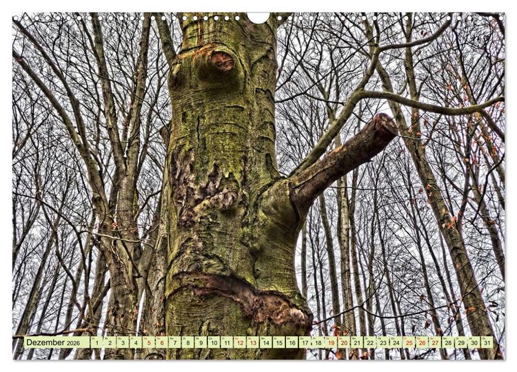 Produktbild: Verwunschene Waldtr&auml;ume: Ein Kalender voller Magie (Wandkalender 2026 DIN A3 quer), CALVENDO Monatskalender