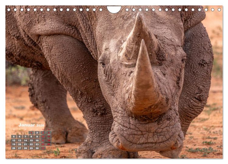 Produktbild: Action in der Savanne (Wandkalender 2026 DIN A4 quer), CALVENDO Monatskalender