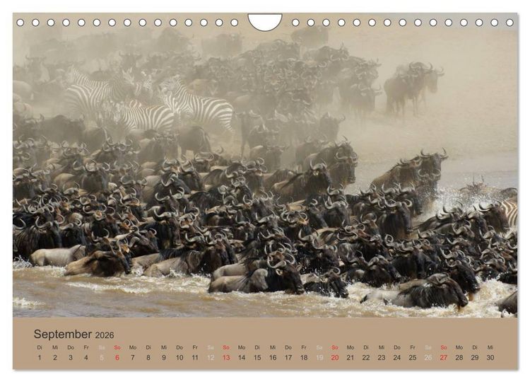 Produktbild: Safari Impressionen / Kenia (Wandkalender 2026 DIN A4 quer), CALVENDO Monatskalender