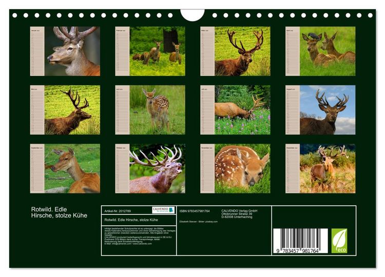 Produktbild: Rotwild. Edle Hirsche, stolze K&uuml;he (Wandkalender 2026 DIN A4 quer), CALVENDO Monatskalender