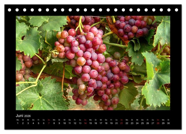 Produktbild: Wein - Reben, Wingerte und historische Weinkeller (Tischkalender 2026 DIN A5 quer), CALVENDO Monatskalender