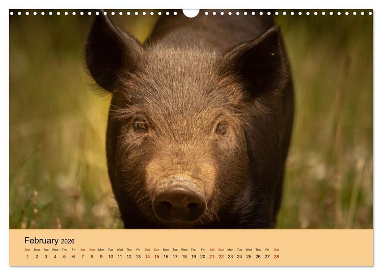 Produktbild: Our farm animals (Wall Calendar 2026 DIN A3 landscape), CALVENDO 12 Month Wall Calendar