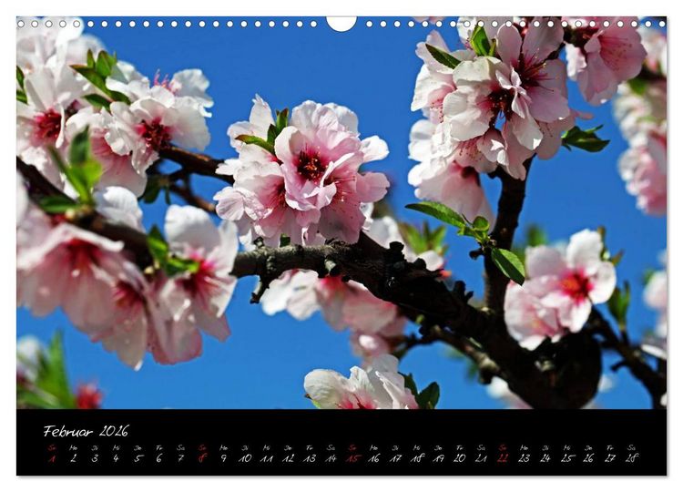 Produktbild: Flower (Wandkalender 2026 DIN A3 quer), CALVENDO Monatskalender