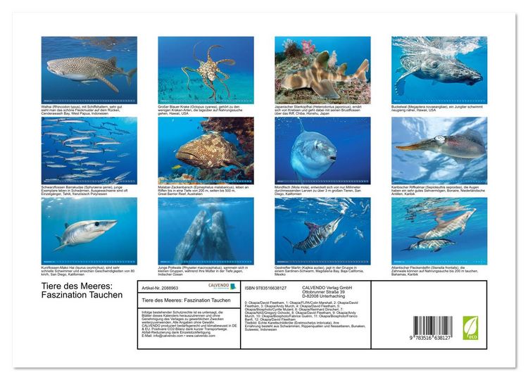 Produktbild: Tiere des Meeres: Faszination Tauchen (hochwertiger Premium Wandkalender 2026 DIN A2 quer), Kunstdruck in Hochglanz