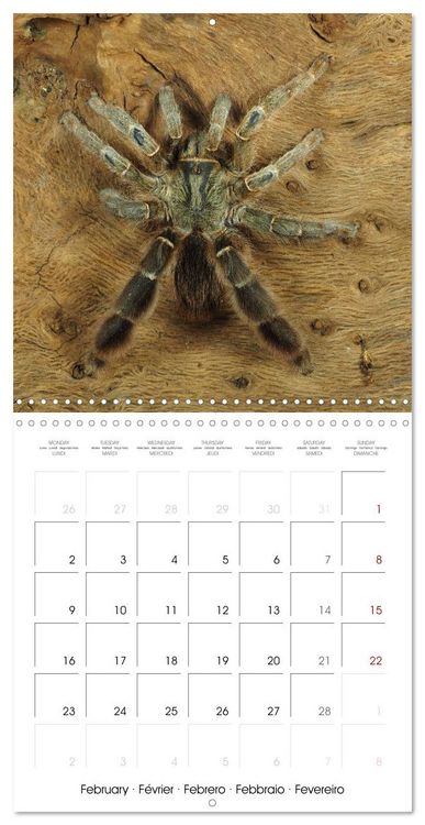 Produktbild: Spider synphony (Wall Calendar 2026 12 &times; 12 Inch) CALVENDO 12 Month Wall Calendar
