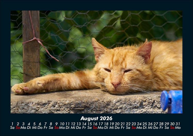 Produktbild: F&uuml;r Katzenfreunde 2026 Fotokalender DIN A5