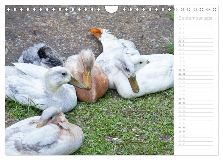 Produktbild: Laufenten - tierisch liebenswerte Zeitgenossen (Wandkalender 2026 DIN A4 quer), CALVENDO Monatskalender