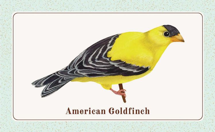 Produktbild: The Beginner Birder's Deck