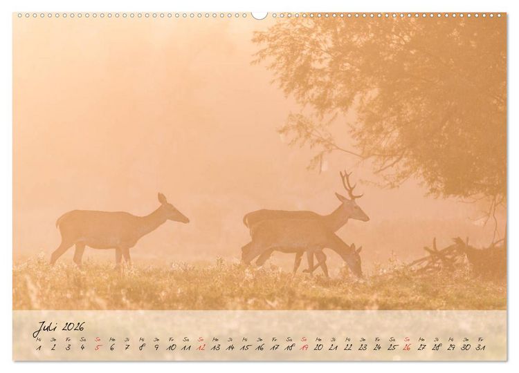 Produktbild: Rotwild - im Naturparadies der Mecklenburgischen Seenplatte (Wandkalender 2026 DIN A2 quer), CALVENDO Monatskalender