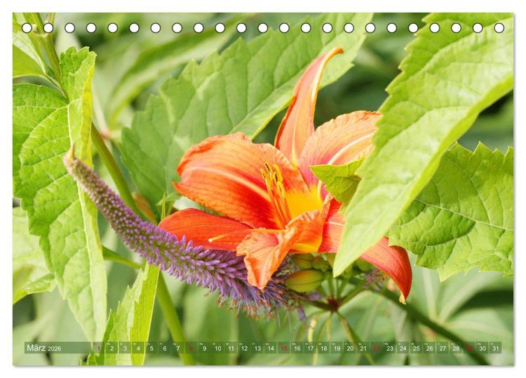 Produktbild: Taglilien im Garten (Tischkalender 2026 DIN A5 quer), CALVENDO Monatskalender