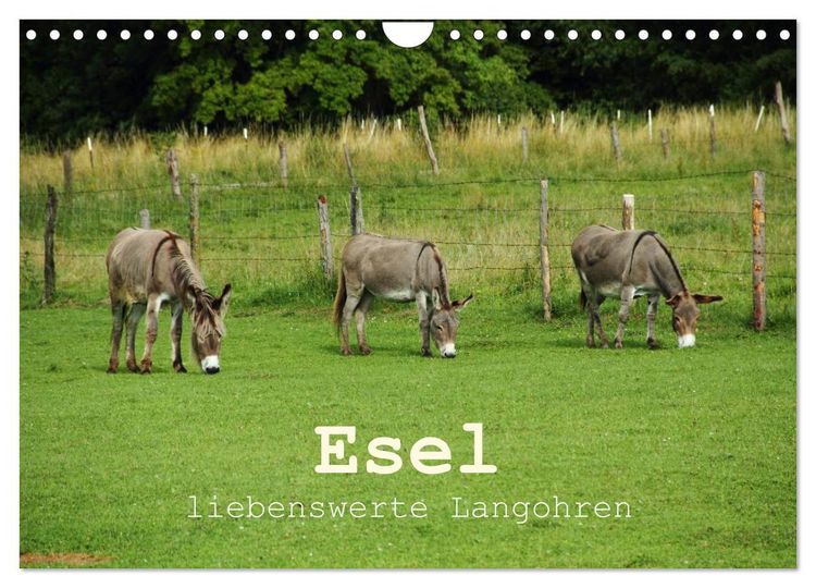 Produktbild: Esel - liebenswerte Langohren (Wandkalender 2026 DIN A4 quer), CALVENDO Monatskalender