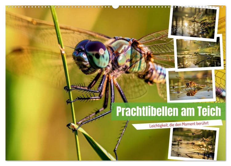 Produktbild: Prachtlibellen am Teich (Wandkalender 2027 DIN A2 quer), CALVENDO Monatskalender