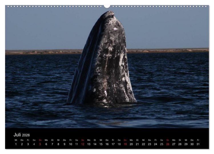 Produktbild: Baja California - Impressionen der mexikanischen Halbinsel (Wandkalender 2026 DIN A2 quer), CALVENDO Monatskalender