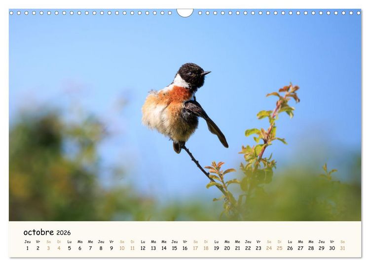 Produktbild: Chuchotements d'ailes - Une ann&eacute;e dans l'intimit&eacute; des oiseaux (Calendrier mural 2026 DIN A3 vertical), CALVENDO calendrier mensuel