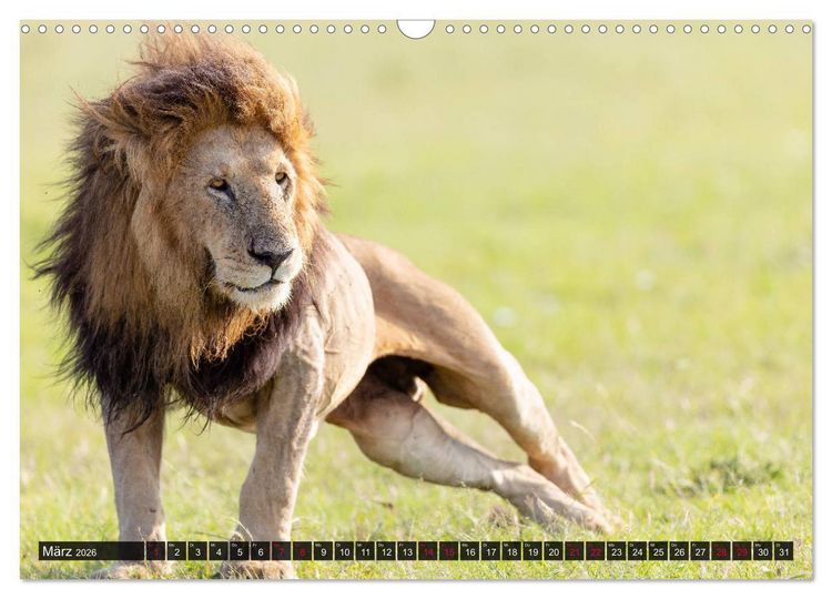 Produktbild: Safari Afrika (Wandkalender 2026 DIN A3 quer), CALVENDO Monatskalender