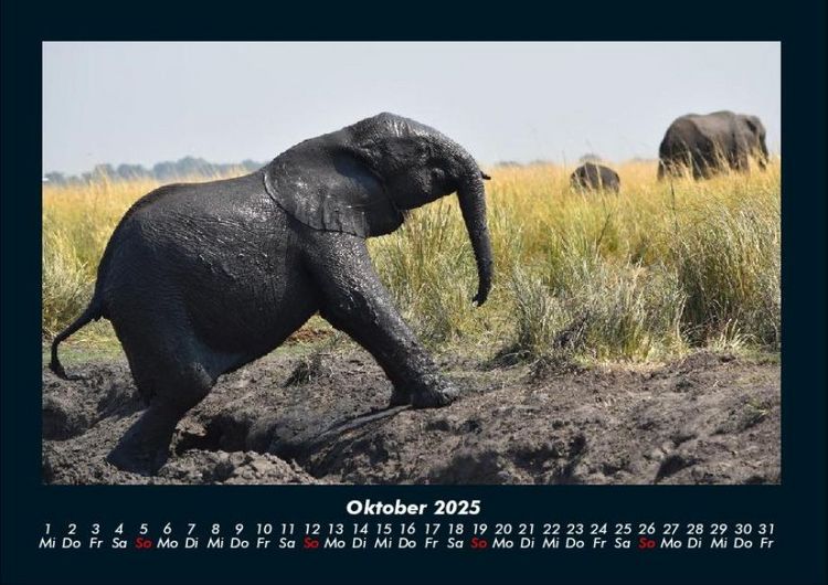 Produktbild: Elefanten - Die sanften Riesen Afrikas 2025 Fotokalender DIN A4