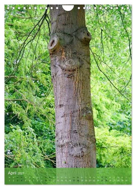 Produktbild: Geister im Wald 2027 (Wandkalender 2027 DIN A4 hoch), CALVENDO Monatskalender