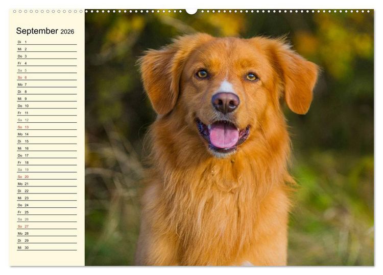 Produktbild: Toll, toll, Toller (Wandkalender 2026 DIN A2 quer), CALVENDO Monatskalender
