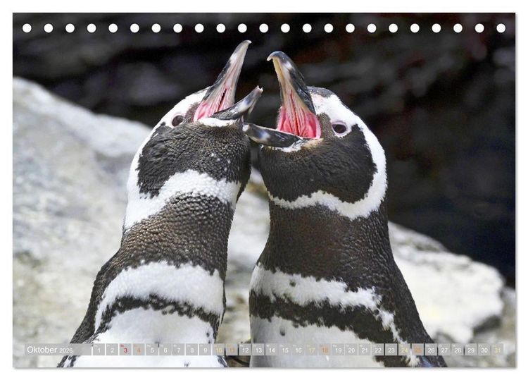 Produktbild: Pinguine: Gehupft wie gesprungen (Tischkalender 2026 DIN A5 quer), CALVENDO Monatskalender