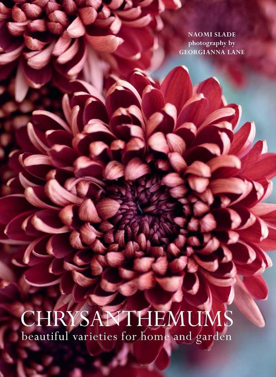 Produktbild: Chrysanthemums