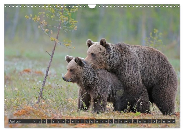 Produktbild: Magie des Augenblicks - B&auml;ren in nordischen W&auml;ldern (Wandkalender 2027 DIN A3 quer), CALVENDO Monatskalender