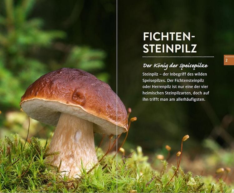 Produktbild: 10 Pilze