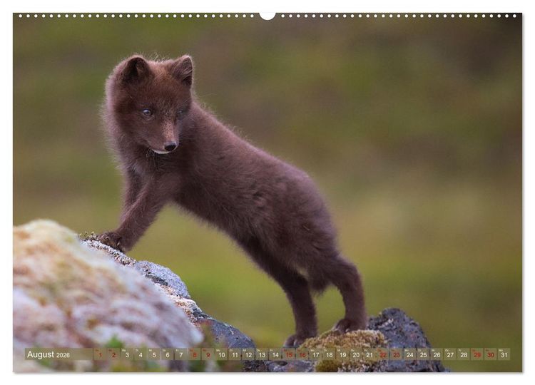 Produktbild: Polarfuchs-Welpen (hochwertiger Premium Wandkalender 2026 DIN A2 quer), Kunstdruck in Hochglanz