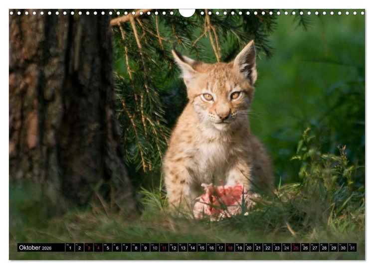 Produktbild: Luchskinder (Wandkalender 2026 DIN A3 quer), CALVENDO Monatskalender
