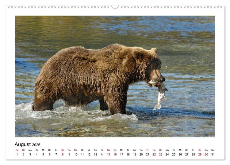Produktbild: Braunb&auml;ren in Alaska (Wandkalender 2026 DIN A2 quer), CALVENDO Monatskalender