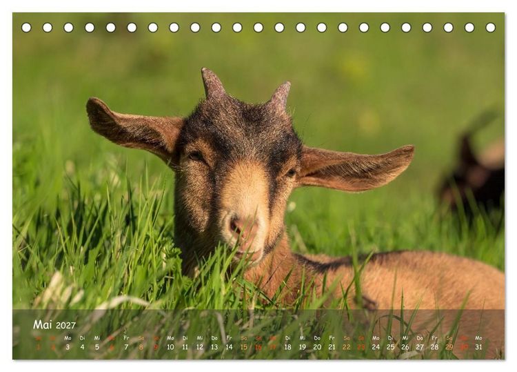 Produktbild: Albziegen (Tischkalender 2027 DIN A5 quer), CALVENDO Monatskalender