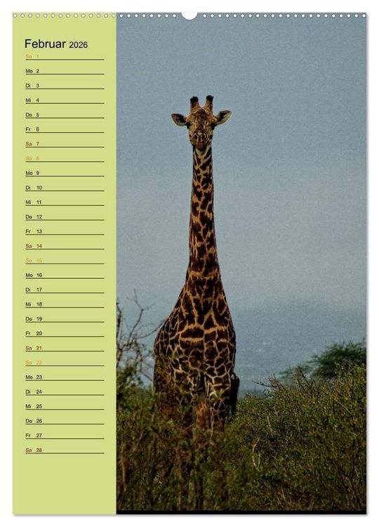 Produktbild: Giraffen. Voller Stolz und Grazie (hochwertiger Premium Wandkalender 2026 DIN A2 hoch), Kunstdruck in Hochglanz