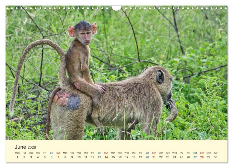 Produktbild: Wonderful Kenya (Wall Calendar 2026 DIN A3 landscape), CALVENDO 12 Month Wall Calendar