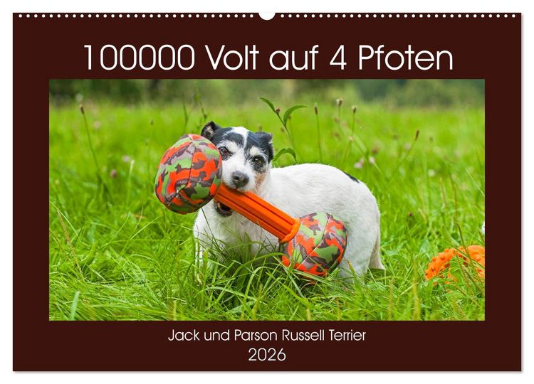 Produktbild: 100000 Volt auf vier Pfoten - Jack und Parson Russell Terrier (Wandkalender 2026 DIN A2 quer), CALVENDO Monatskalender