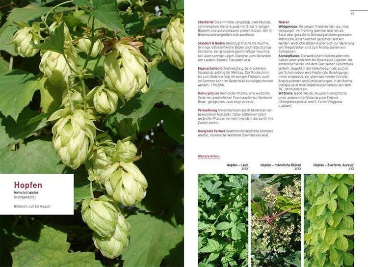 Produktbild: Kletterpflanzen und Bodendecker