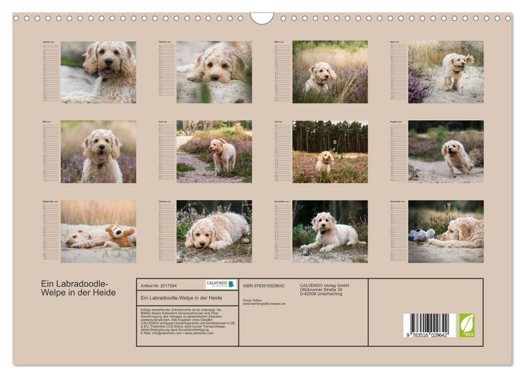 Produktbild: Ein Labradoodle-Welpe in der Heide (Wandkalender 2026 DIN A3 quer), CALVENDO Monatskalender