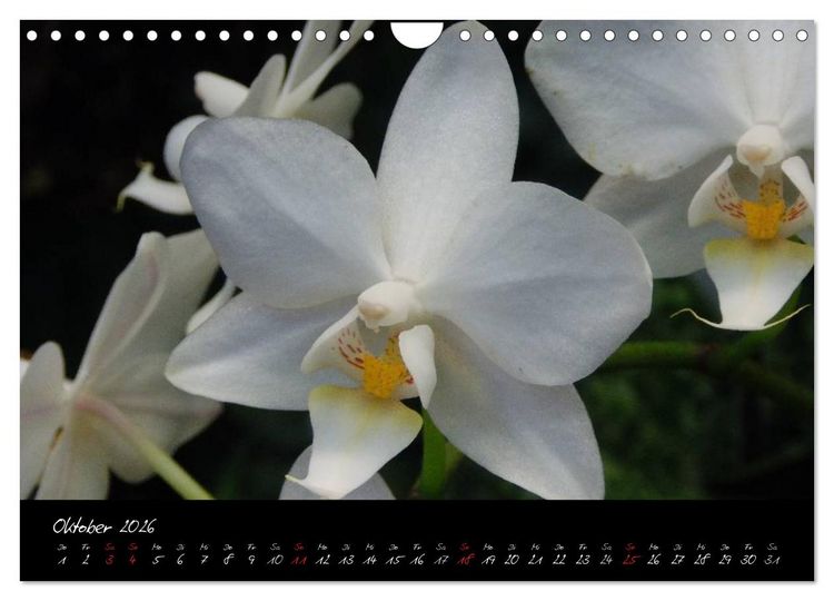 Produktbild: Farbenreiche Orchideen (Wandkalender 2026 DIN A4 quer), CALVENDO Monatskalender