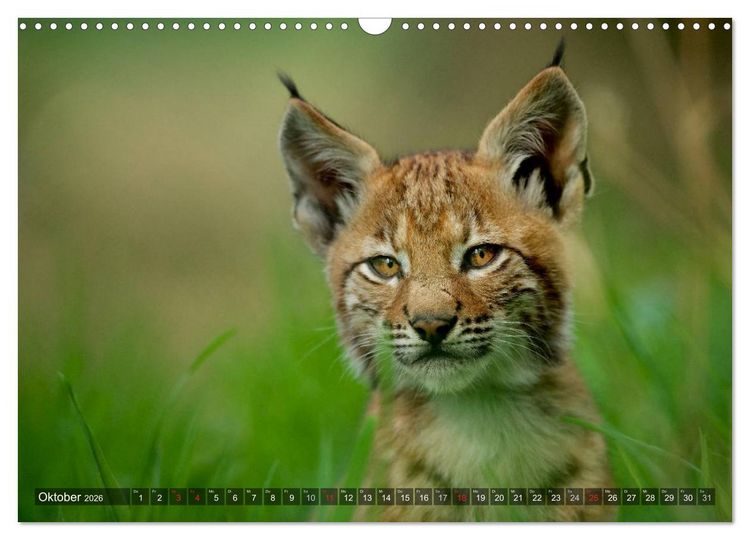 Produktbild: Der Luchs - Dem Pinselohr auf der Spur (Wandkalender 2026 DIN A3 quer), CALVENDO Monatskalender